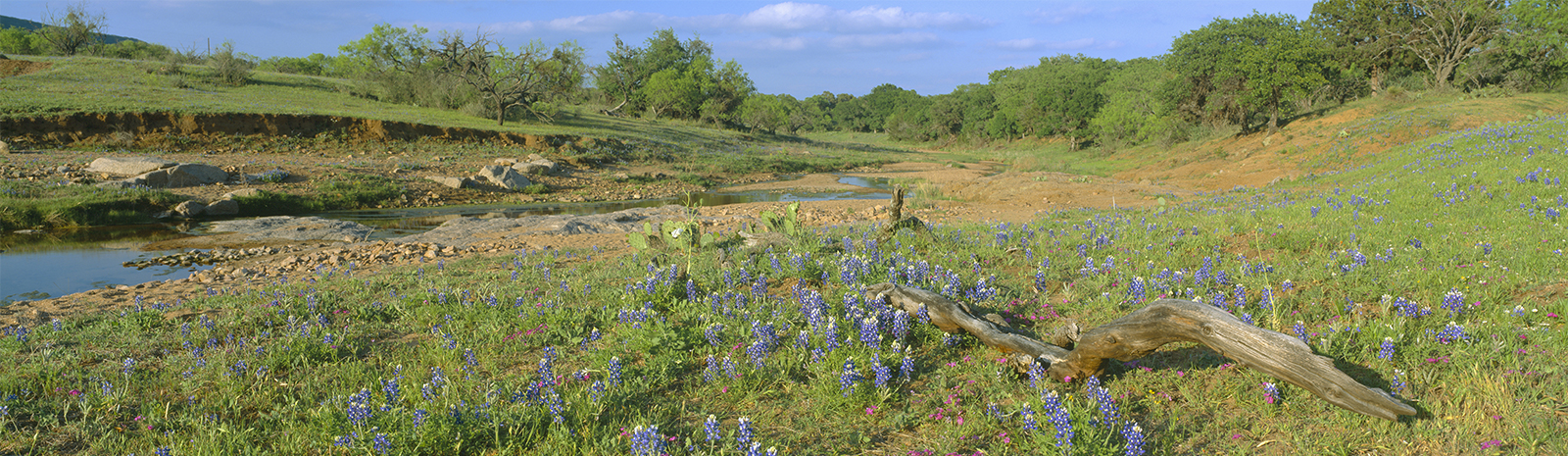 Portrait Shot Of Texas Hill Country Landscape