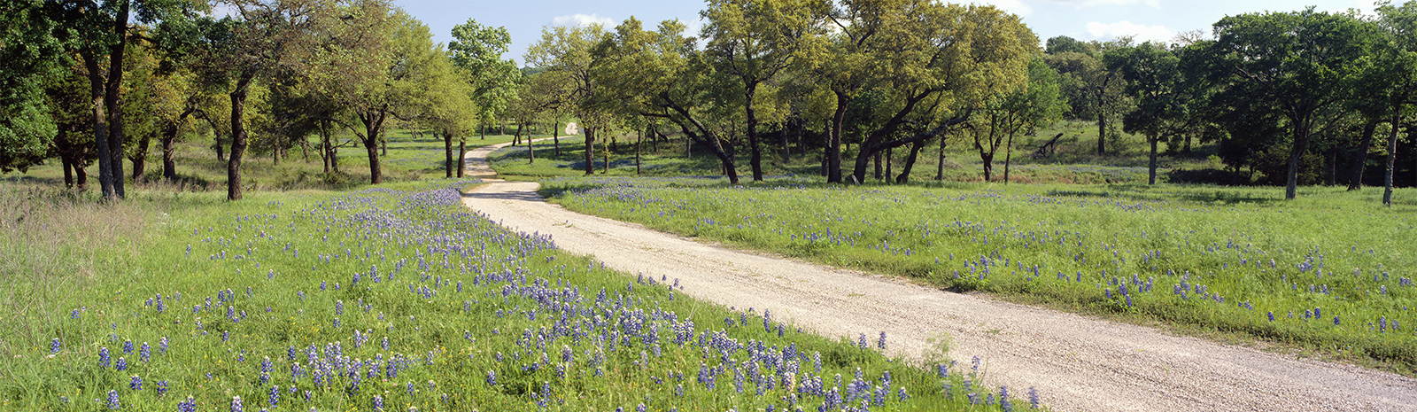 Portrait Shot Of Farm Road In Texas Hill Country
